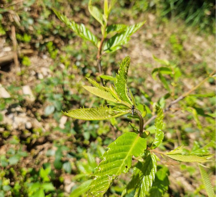 Grow & Plant with Us: Mit jedem neuen Teammitglied wächst auch der österreichische Wald