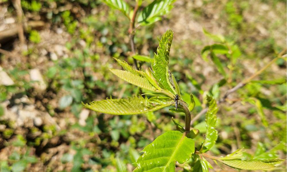 Grow & Plant with Us: Mit jedem neuen Teammitglied wächst auch der österreichische Wald